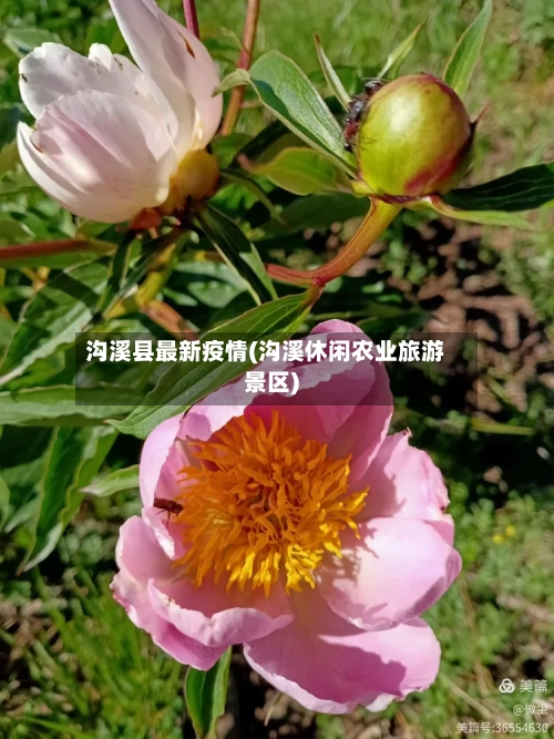 沟溪县最新疫情(沟溪休闲农业旅游景区)