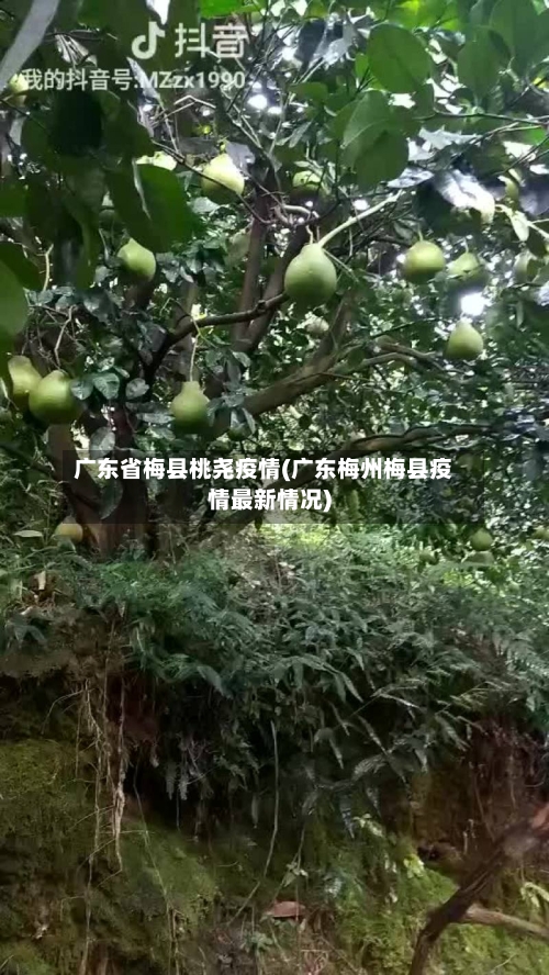 广东省梅县桃尧疫情(广东梅州梅县疫情最新情况)