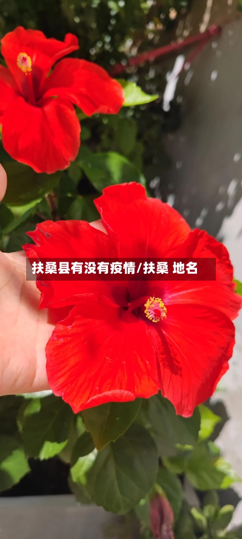 扶桑县有没有疫情/扶桑 地名-第3张图片