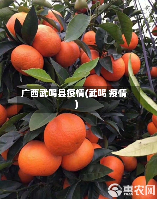 广西武鸣县疫情(武鸣 疫情)